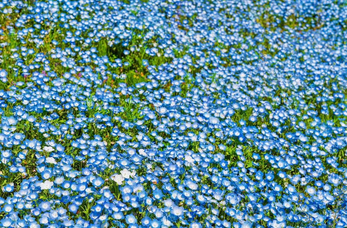 Baby Blue Eyes - Hitachi Seaside Park