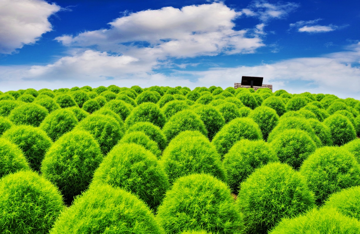 Beautiful Kochia’s of Hitachi Seaside Park in Japan