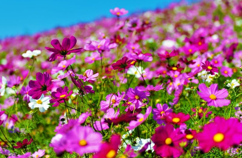 The Otherworldly Flowers of Hitachi Seaside Park in Japan