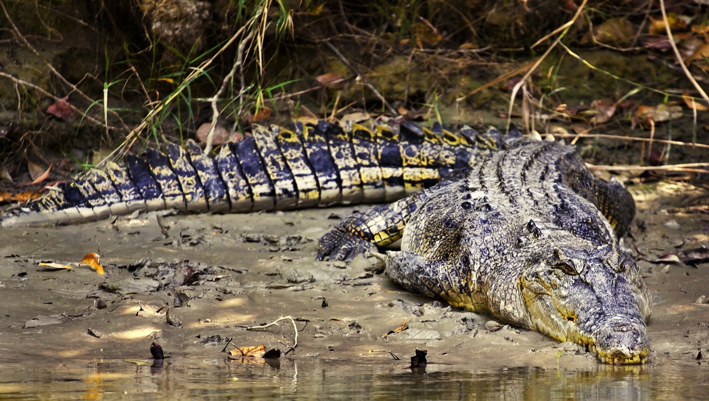 Crocodile in Kakadu National Park, Australia