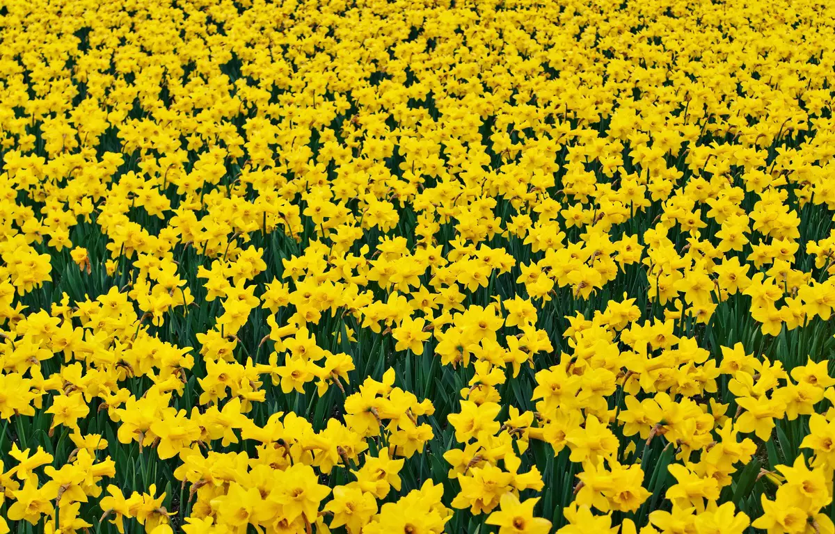 Daffodil - Narcissus (Plant)