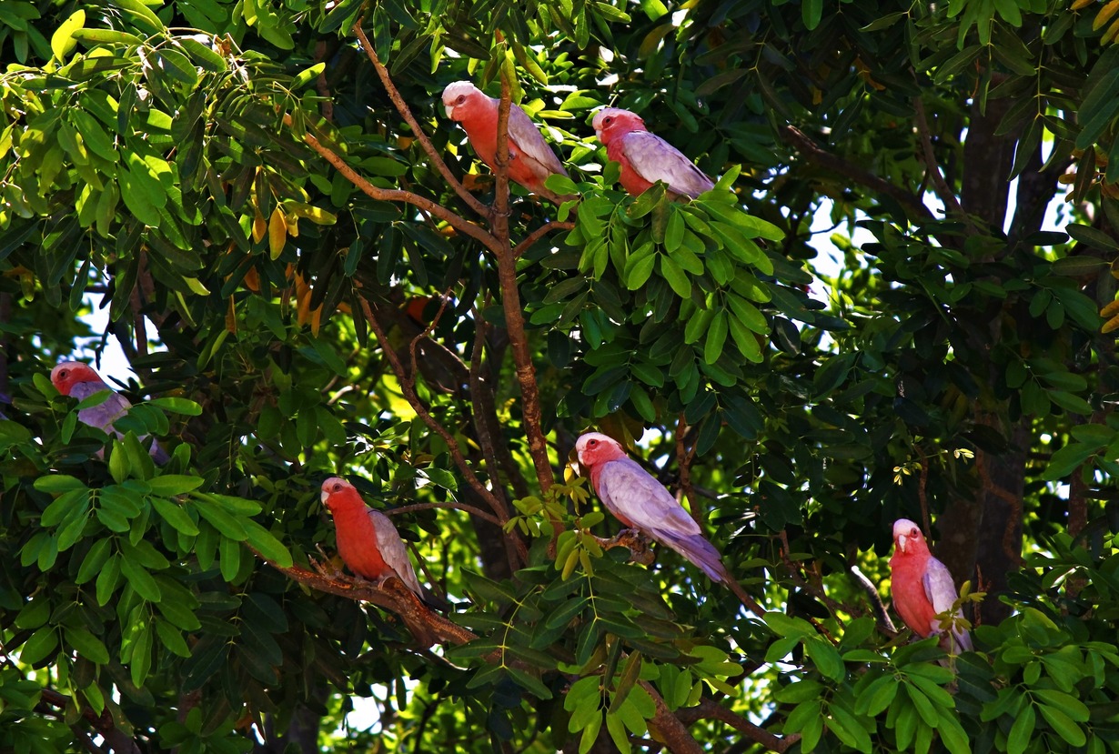 Galah Cockatoos - Kakadu National Park, Australia