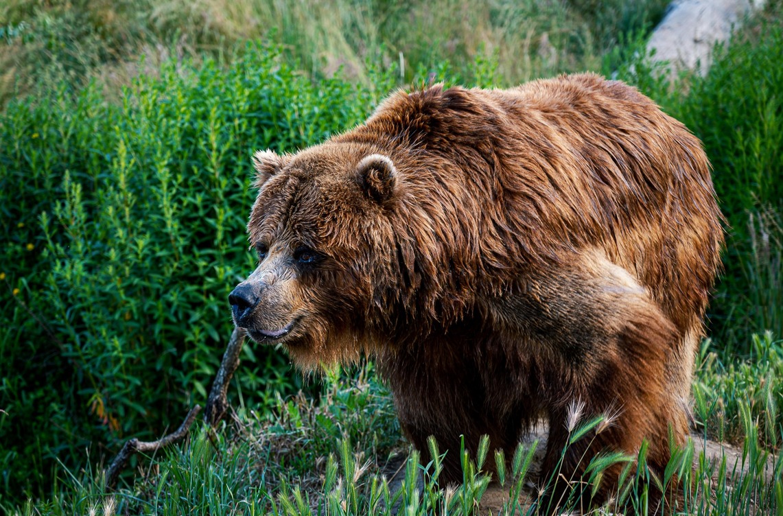 Grizzly Bear, British Columbia
