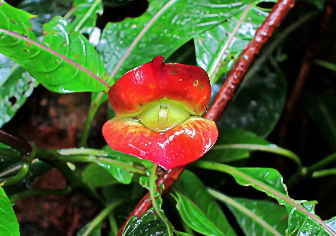 Psychotria Elata Aka Hookers Lips Latin Americas Kissable Flower