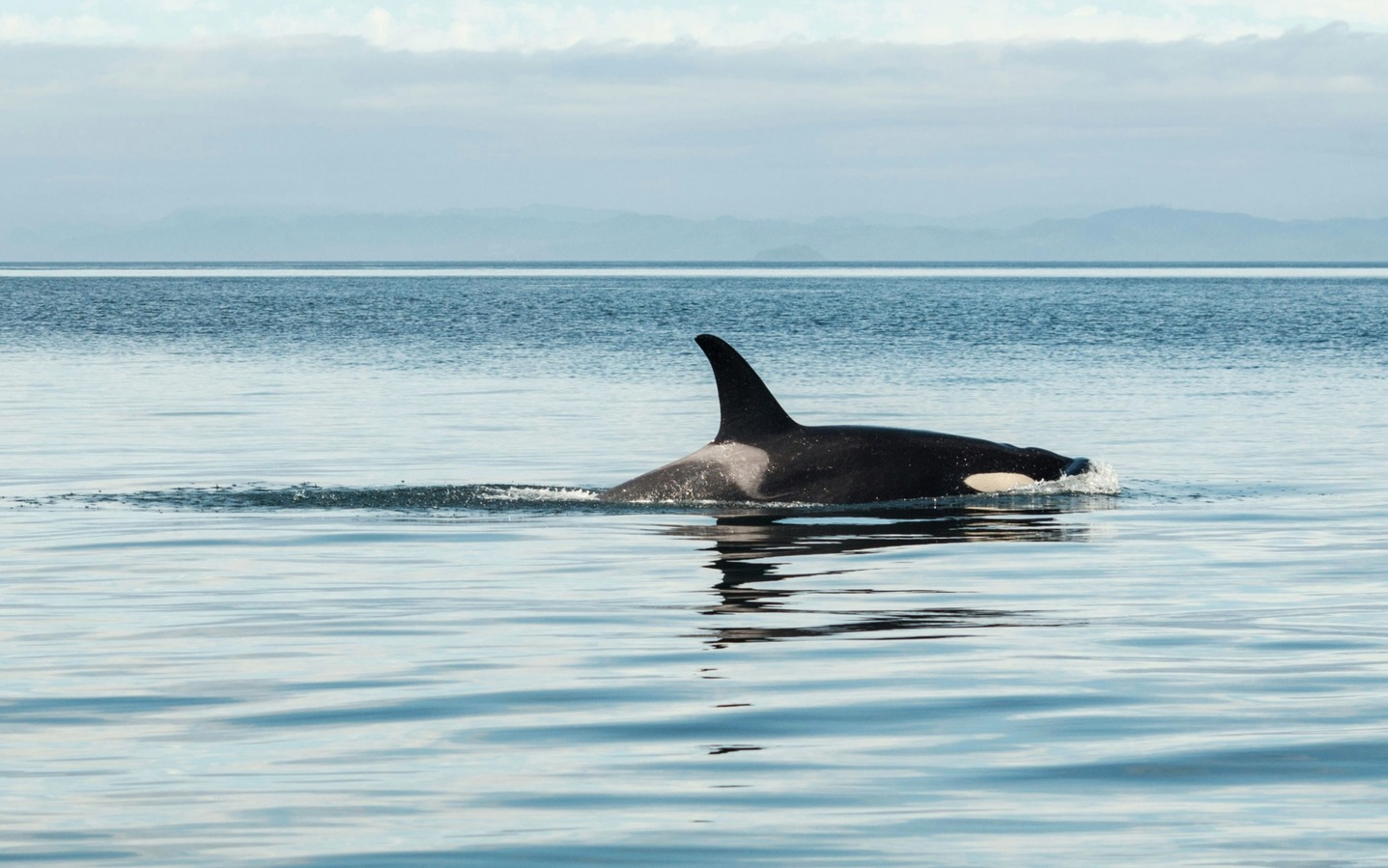 Killer Whales (Orcas) in British Columbia