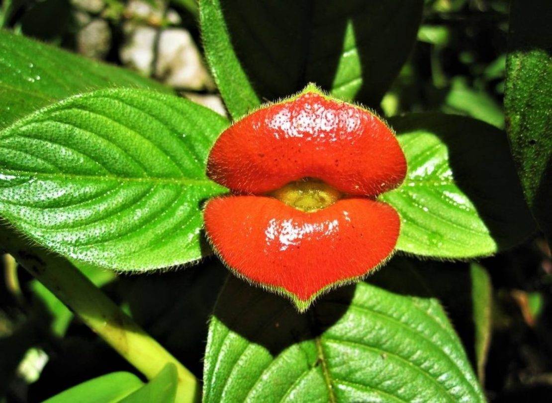 Psychotria Elata aka Hooker’s Lips Latin America’s