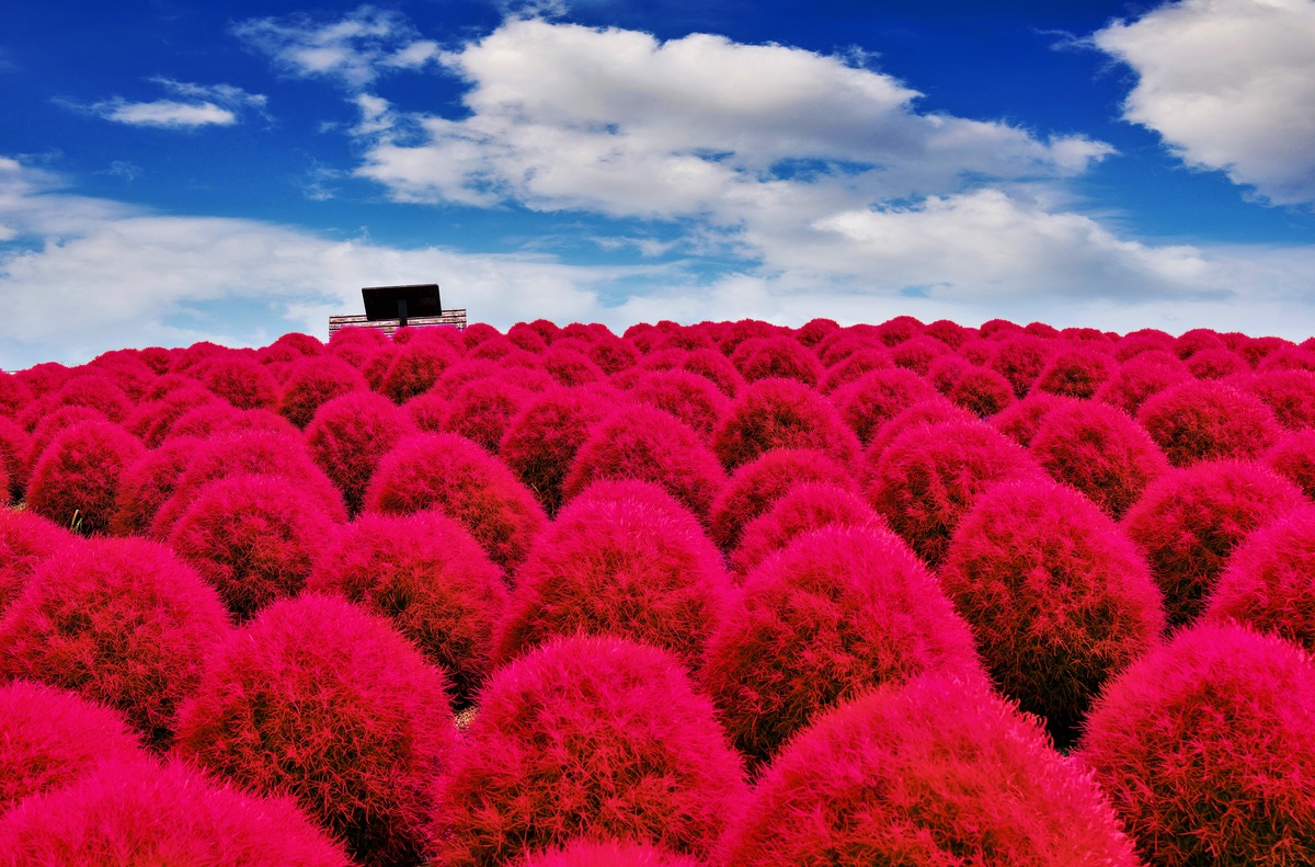 Kochia Scoparia Grass