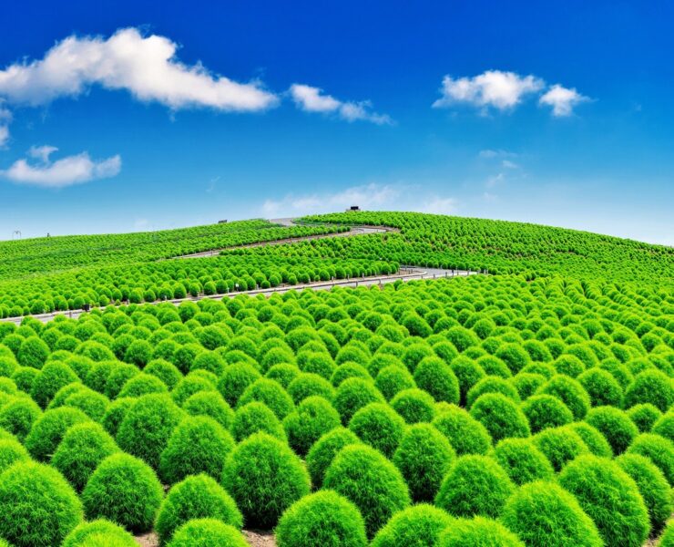 Lovely Green Kochia's at Hitachi Seaside Park, Japan