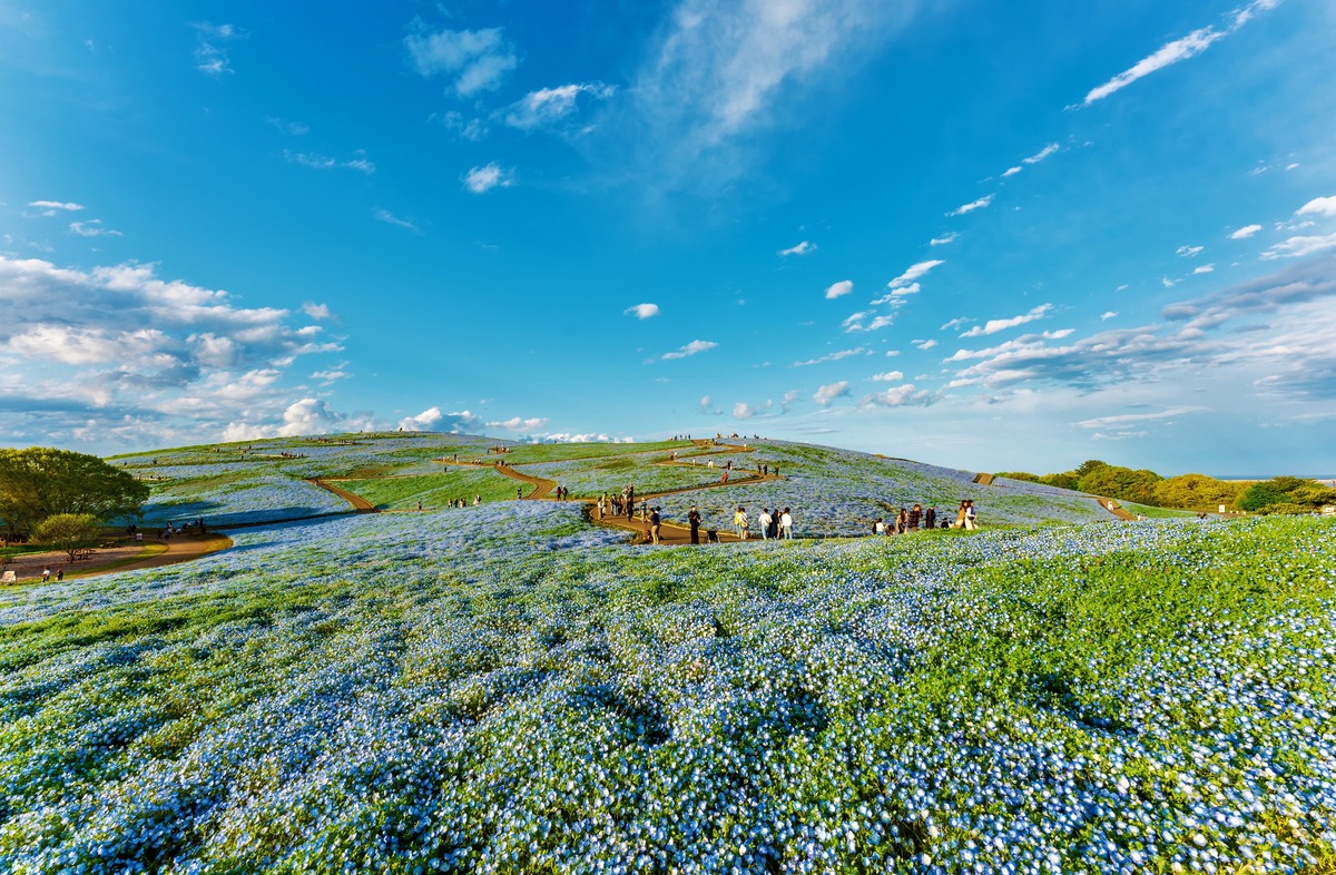 Nemophila - Hitachi Seaside Park in Japan