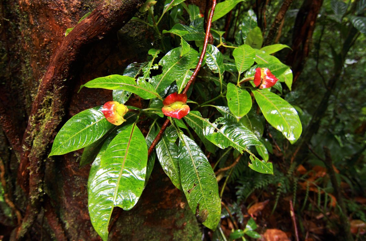 Psychotria elata