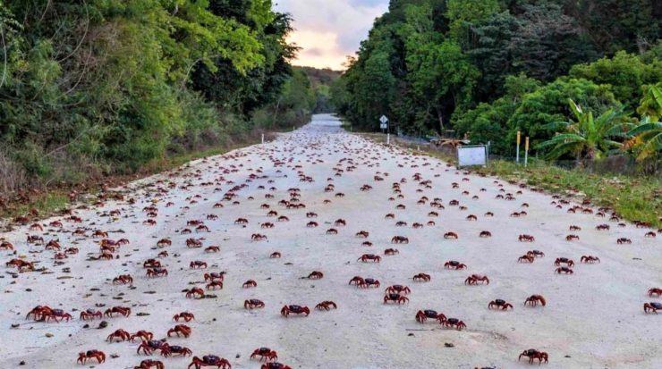 Red Crab Migration in Christmas Island