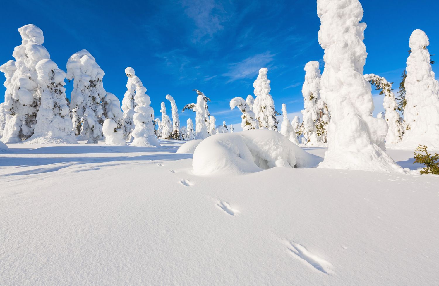 Explore the Hauntingly Beautiful Frozen Forests of Finland