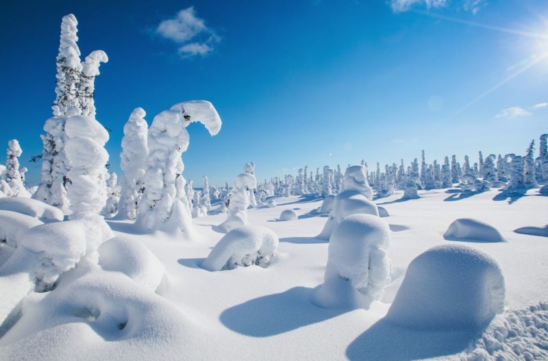 Explore the Hauntingly Beautiful Frozen Forests of Finland