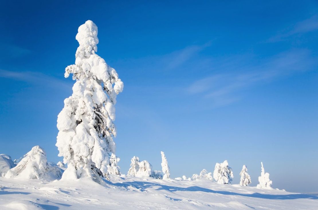 Explore the Hauntingly Beautiful Frozen Forests of Finland